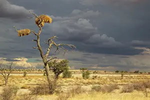Isolation: Large communal nests of Sociable Weavers (Philetairus
