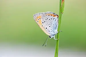 Dispar: Large Copper