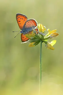 Dispar: Large Copper