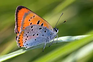 Dispar: Large Copper