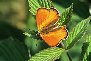Dispar: Large Copper Butterfly