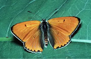 Copper: Large Copper Butterfly