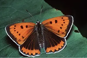 Copper: Large Copper Butterfly - female