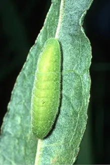 Caterpillars: LARGE COPPER BUTTERFLY - Larvae / caterpillar on