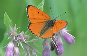 Dispar: Large Copper Butterfly - Male on Comfrey flower