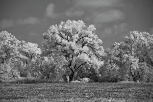 Infrared: Large Cottonwood tree dominates other trees along