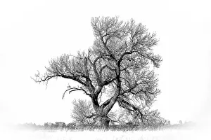 Infrared: Large cottonwood tree at Quivira National Game Refuge