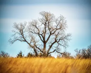 Refuge: Large Cottonwood tree at Quivira National Game Refuge