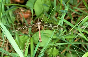 Tipula: Large Crane Fly / Daddy-Long-Legs