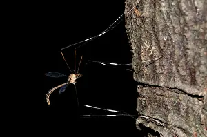 Tipulidae: Large Crane Fly Large Crane Fly on tree trunk Klungkun