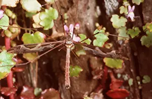 Craneflies: LARGE CRANEFLY / Daddy-Long-Legs