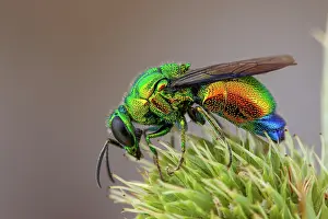 Multi: Large Cuckoo wasp (Stilbum cyanurum), Camargue