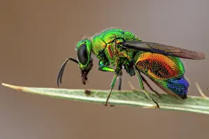 Multi: Large Cuckoo wasp (Stilbum cyanurum), Camargue