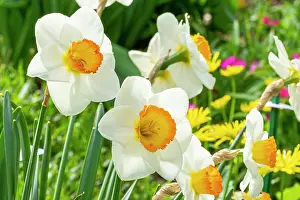 Combinations: Large-Cupped Daffodil (Narcissus) Flower Record