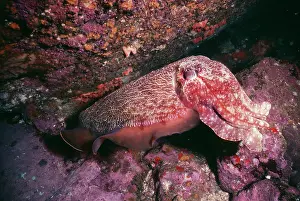 Cuttlefishes: Large Cuttlefish - Camouflaged as coral