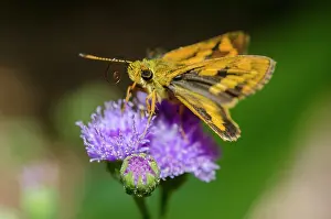 Hexapoda: Large Dart Butterfly