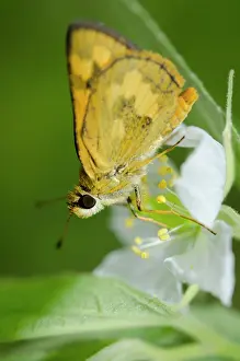 150419: Large Dart Butterfly - on flower - Klungkung, Bali
