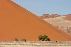 Feral: Large dune with trees in front and rocky