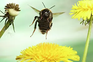 Bombus: Large earth bumblebee (Bombus terrestris) in flight