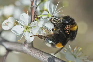Bombus: Large earth bumblebee (Bombus terrestris) with m