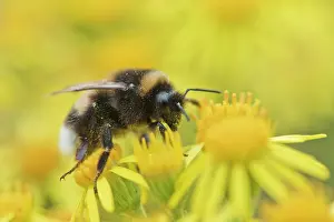 Bombus: Large earth bumblebee (Bombus terrestris) on Ragwort