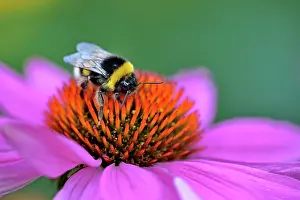 Bombus: Large earth bumblebee (Bombus terrestris) sitting
