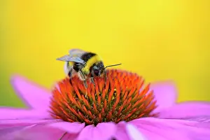 Bombus: Large earth bumblebee (Bombus terrestris) sitting