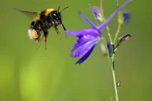 Consolida: Large Earth Bumblebee / Buff-tailed Bumblebee -