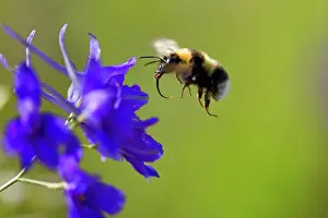 Consolida: Large Earth Bumblebee / Buff-tailed Bumblebee -