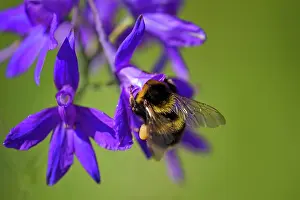 Consolida: Large Earth Bumblebee / Buff-tailed Bumblebee -