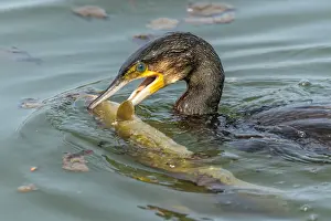 Phalacrocorax: A large eel tries to escape from a large great cormorant
