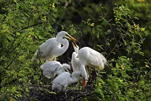 Foreground: Large Egret family at nest, Keoladeo National