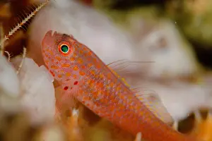 Goby: Large-eye Dwarfgoby