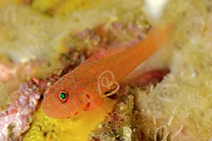 Copepod: Large-eye Dwarfgoby with parasitic Copepod with