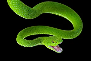 Viperidae: Large-eyed Pit Viper (Trimeresurus macrops) female