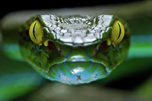 Krabi: Large eyed Pit viper (Trimeresurus macrops), Krabi