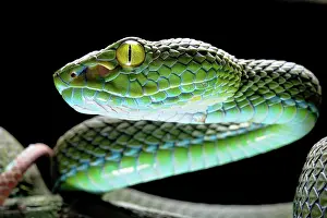 Krabi: Large eyed Pit viper (Trimeresurus macrops), Krabi