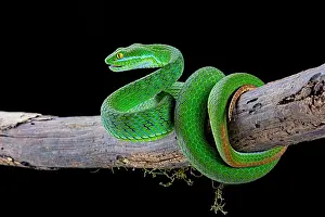 Viperidae: Large-eyed Pit Viper (Trimeresurus macrops) male