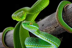 Viperidae: Large-eyed Pit Viper (Trimeresurus macrops) pair