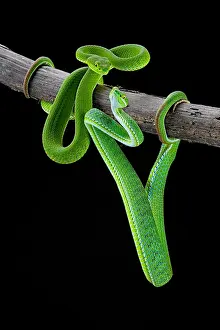 Suspend: Large-eyed Pit Viper (Trimeresurus macrops) paire