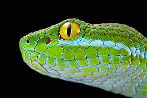 Viperidae: Large-eyed Pit Viper (Trimeresurus macrops) portrait