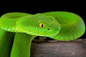 Viperidae: Large-eyed Pit Viper (Trimeresurus macrops) portrait