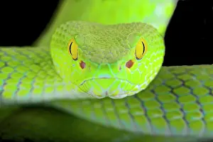 Trimeresurus: Large-eyed pitviper (Trimeresurus macrops)