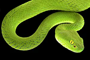 Trimeresurus: Large-eyed pitviper (Trimeresurus macrops), Thailand