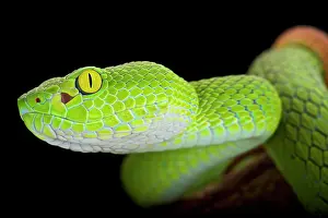 Trimeresurus: Large-eyed pitviper (Trimeresurus macrops), Thailand
