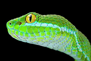 Trimeresurus: Large-eyed pitviper (Trimeresurus macrops), animal