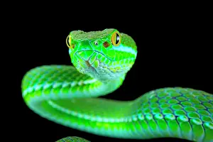 Trimeresurus: Large-eyed pitviper (Trimeresurus macrops), animal