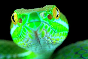 Trimeresurus: Large-eyed pitviper (Trimeresurus macrops), animal
