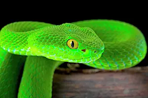 Trimeresurus: Large-eyed pitviper (Trimeresurus macrops), female