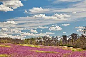 Kentucky: Large field of Henbit flowers in full bloom